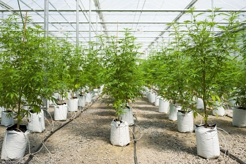 legal medical cannabis farm in New York